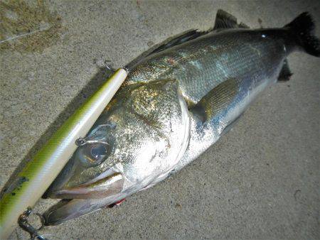 リバーシーバス