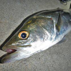 リバーシーバス