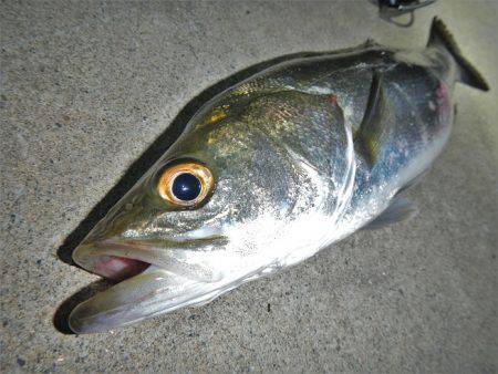 リバーシーバス