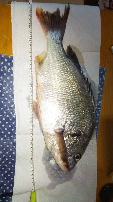 念願の初ヌーチー