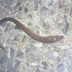 泉佐野漁港の釣果