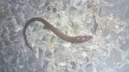 泉佐野漁港の釣果