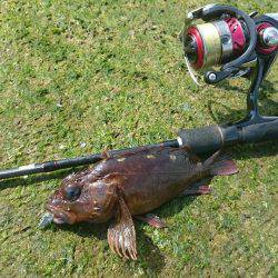 ガシラポンポン