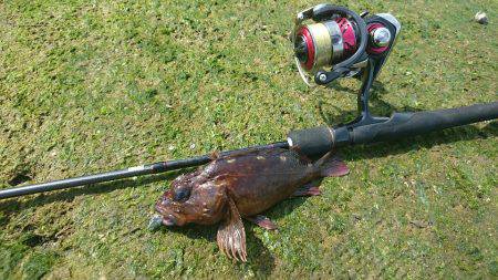 ガシラポンポン