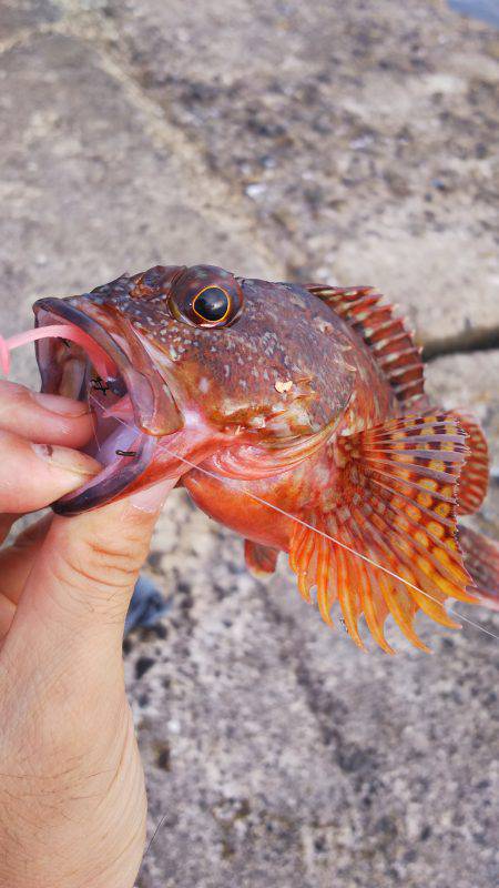 野島沖堤ライトゲーム