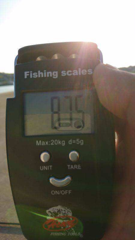 仕事出張でエギング