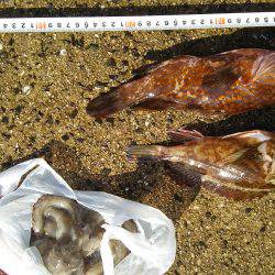 ３日連続の本命