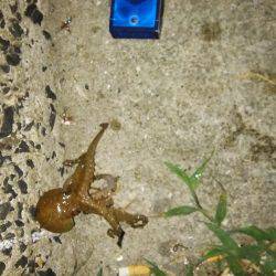 四連チャン釣行！！アナゴにきも釣れてます