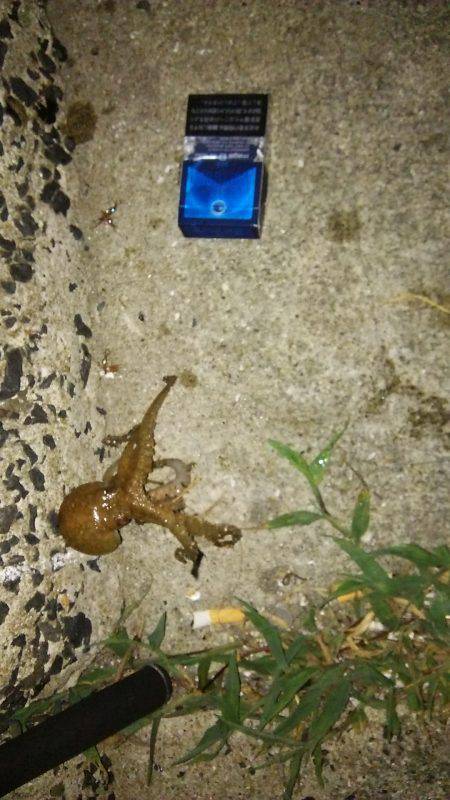 四連チャン釣行！！アナゴにきも釣れてます