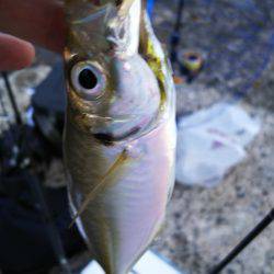 野島沖堤ライトゲーム