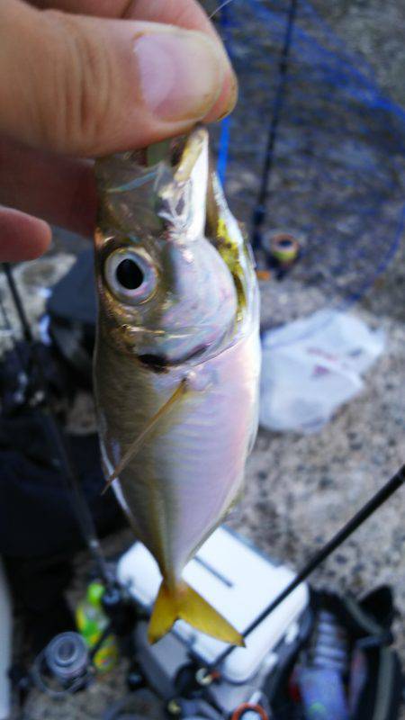 野島沖堤ライトゲーム