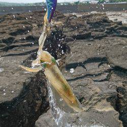 仕事重要出張でエギング