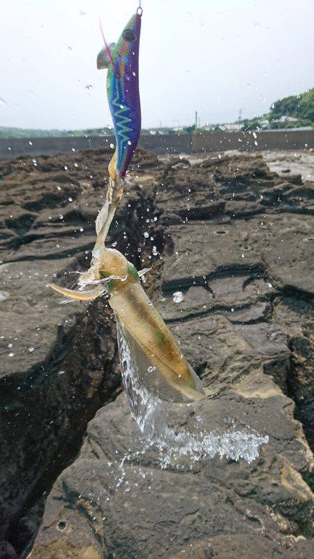 仕事重要出張でエギング