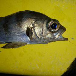 アジ狙いのつもりが、