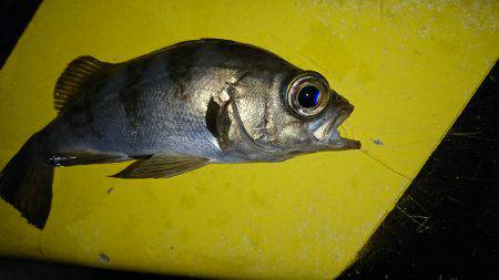 アジ狙いのつもりが、