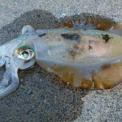 夕方ちょいエギング