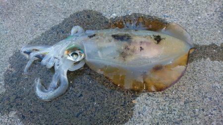 夕方ちょいエギング