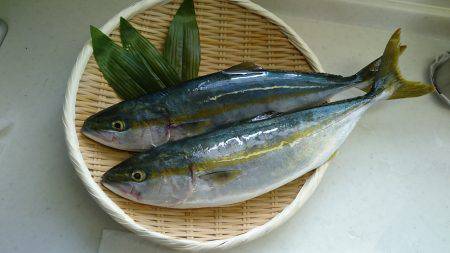 ハマチ！？ツバス！？