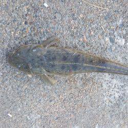 73㎝のマゴチが釣れました