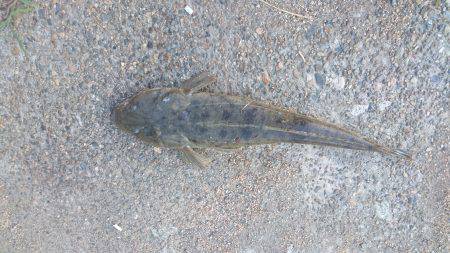 73㎝のマゴチが釣れました