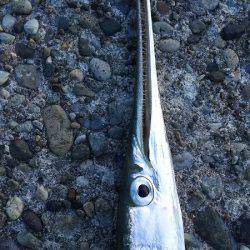 香住飲ませ釣り。