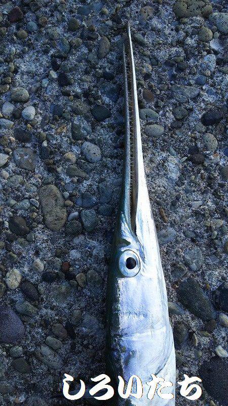 香住飲ませ釣り。