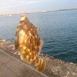 アオイソメ最強伝説