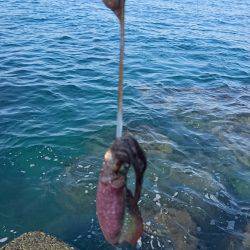 まだまだ小さい