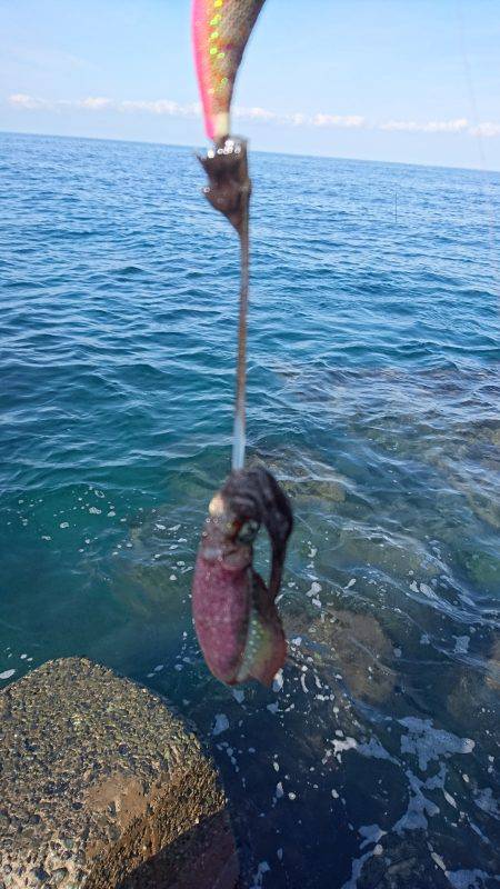 まだまだ小さい