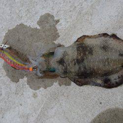 今季初エギング