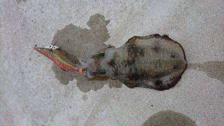 今季初エギング