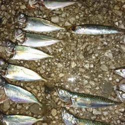 貝塚人工島 サバの回遊