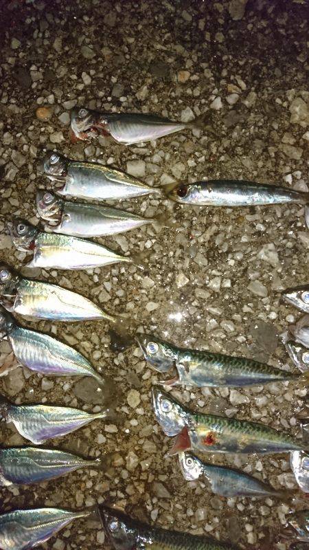 貝塚人工島 サバの回遊