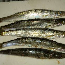 青物を求めて〜!!