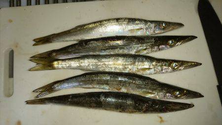 青物を求めて〜!!