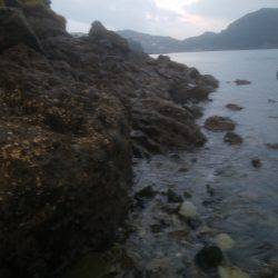 ロックフィッシュ