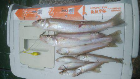 シーバス＆キス釣り