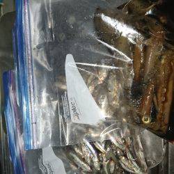 久しぶりのケンサキ