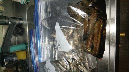 久しぶりのケンサキ