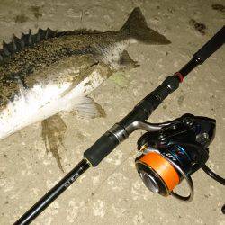 またまたキビレ…