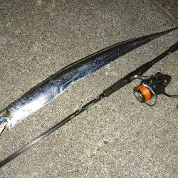 タチウオ好調！