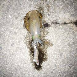 ケンサキ&アオリの新子