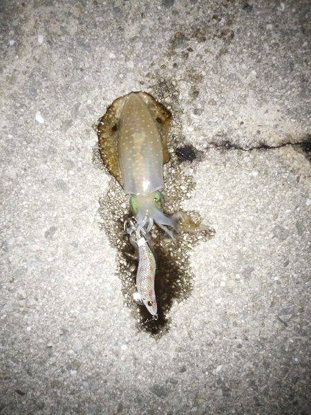 ケンサキ&アオリの新子