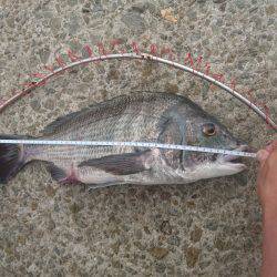かご釣り&飲ませ釣り