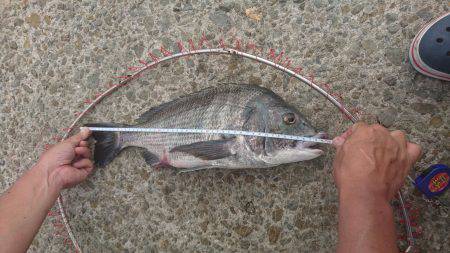 かご釣り&飲ませ釣り