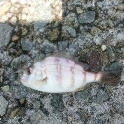 連日とはいかず…