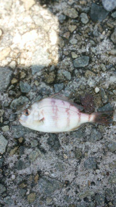 連日とはいかず…