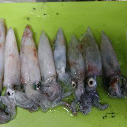 ケンサキリベンジ