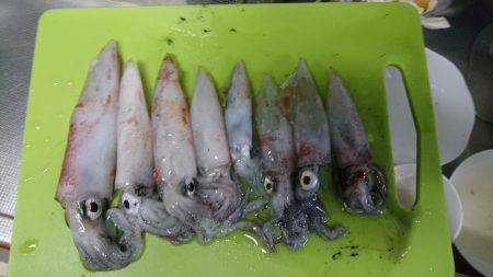 ケンサキリベンジ