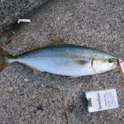 ツバスルアー釣り